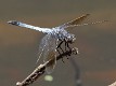 J19_3407 Orthetrum caledonicum male